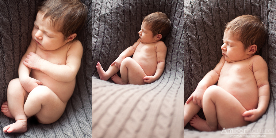 red deer newborn photography