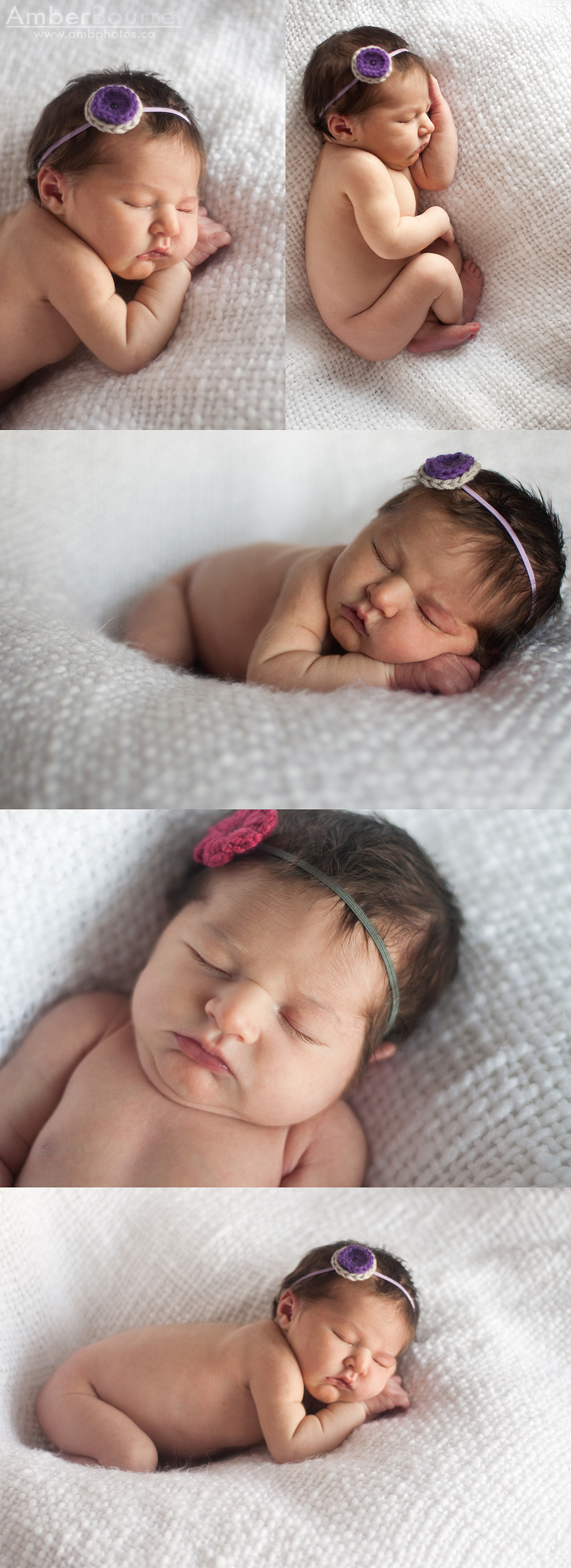 red deer newborn photography