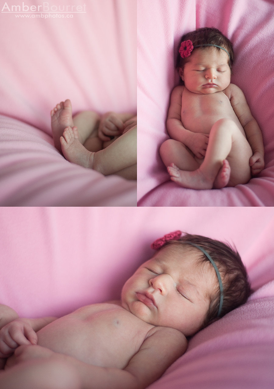 red deer newborn photography