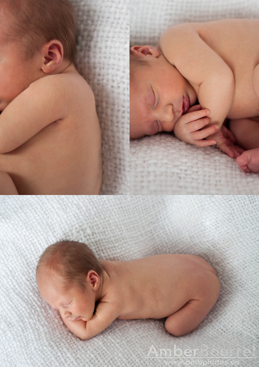 red deer newborn photography