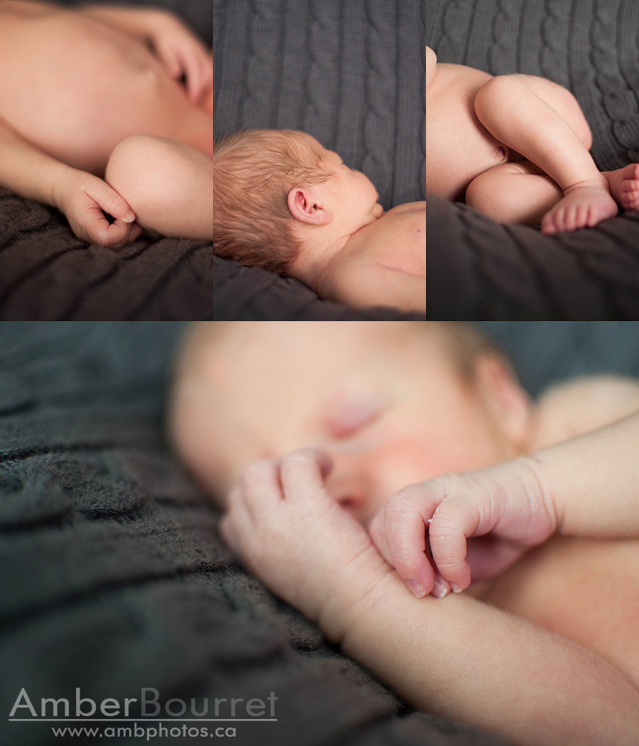 red deer newborn photography