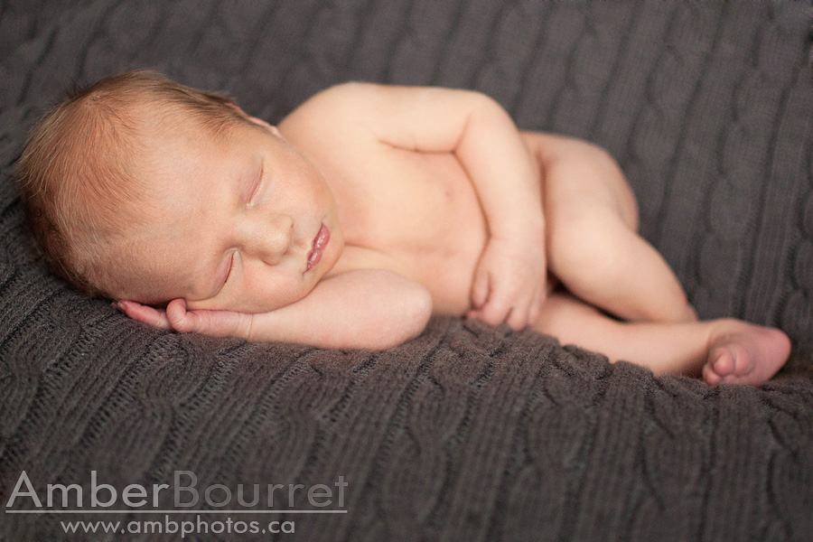 red deer newborn photography